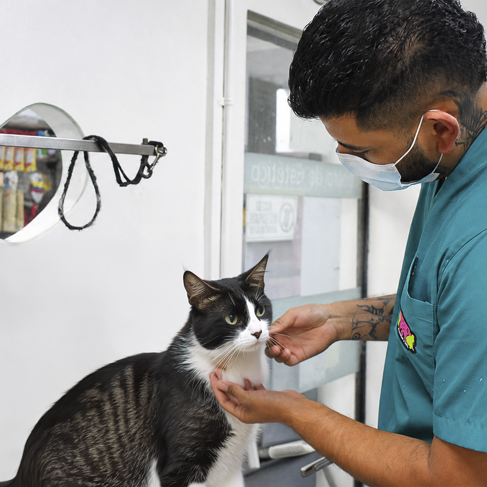 Spa y peluquería para mascotas en MakroPet Rionegro