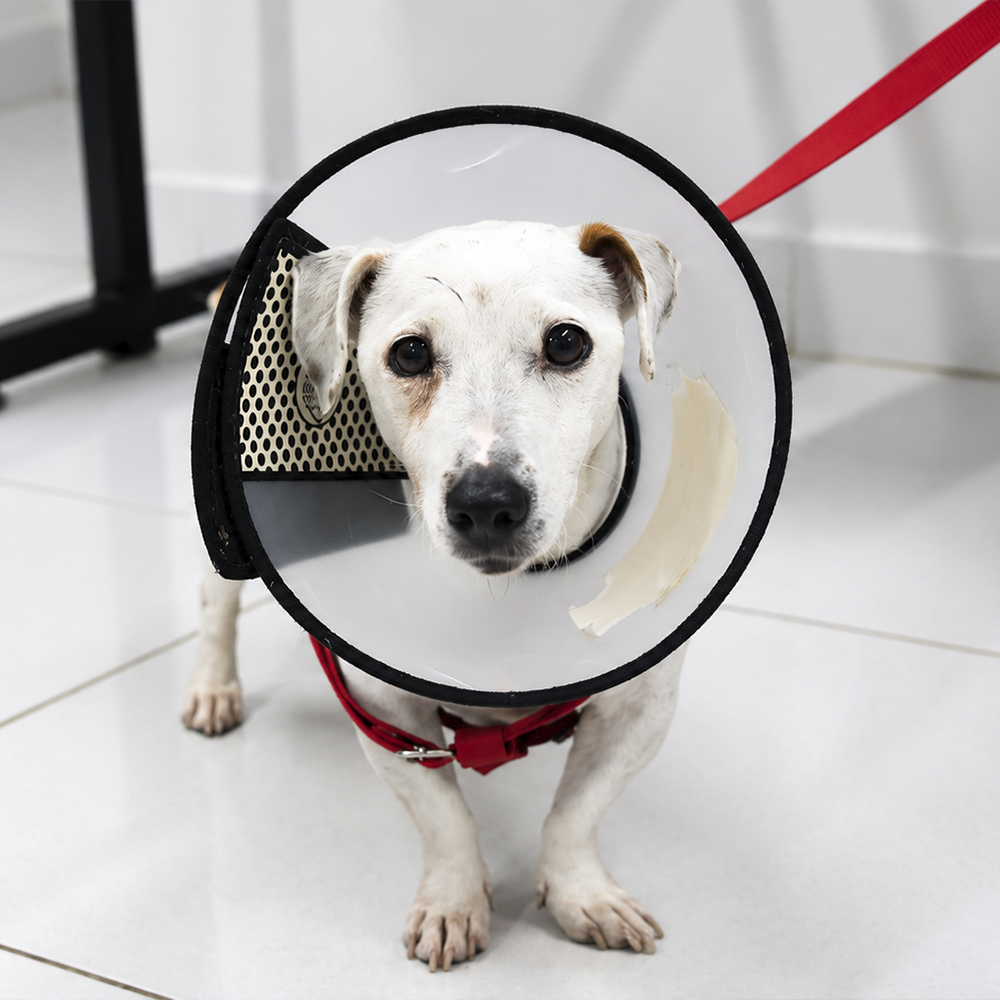 Cirugía veterinaria profesional para mascotas