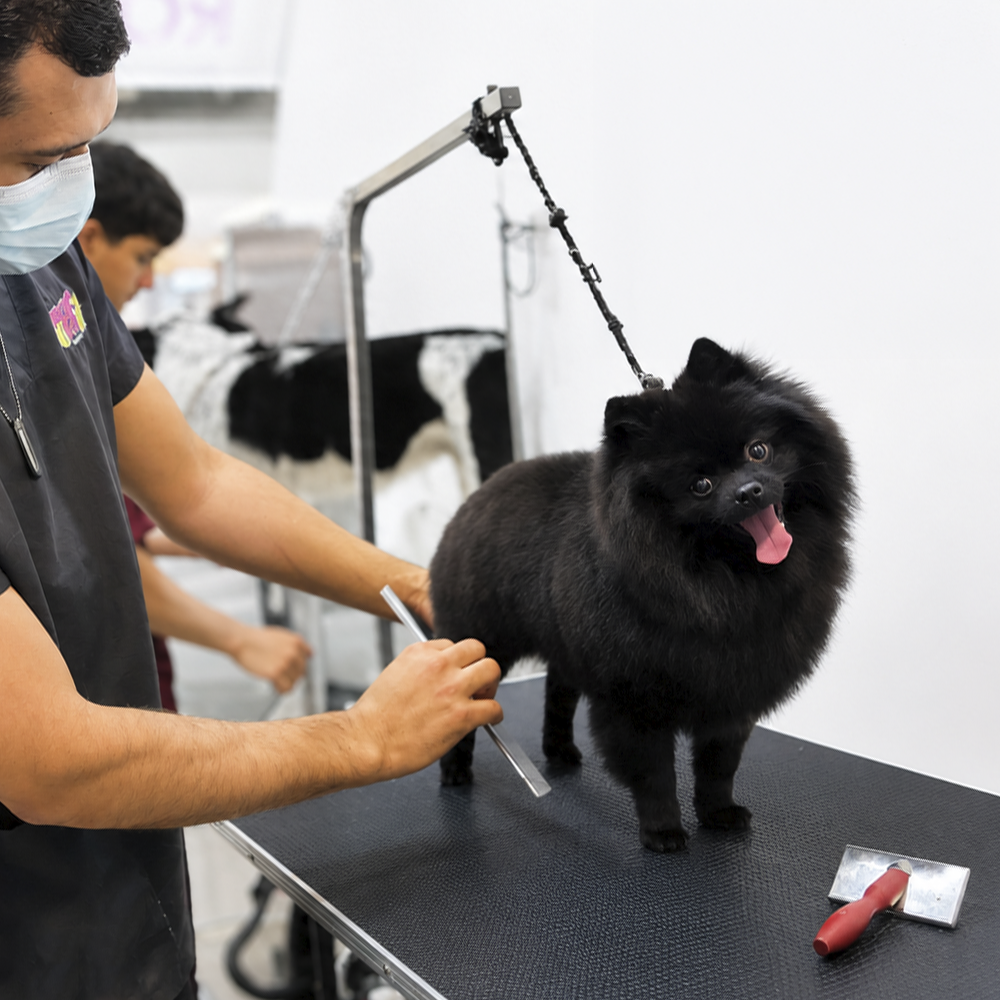 Estética y baño para perros y gatos