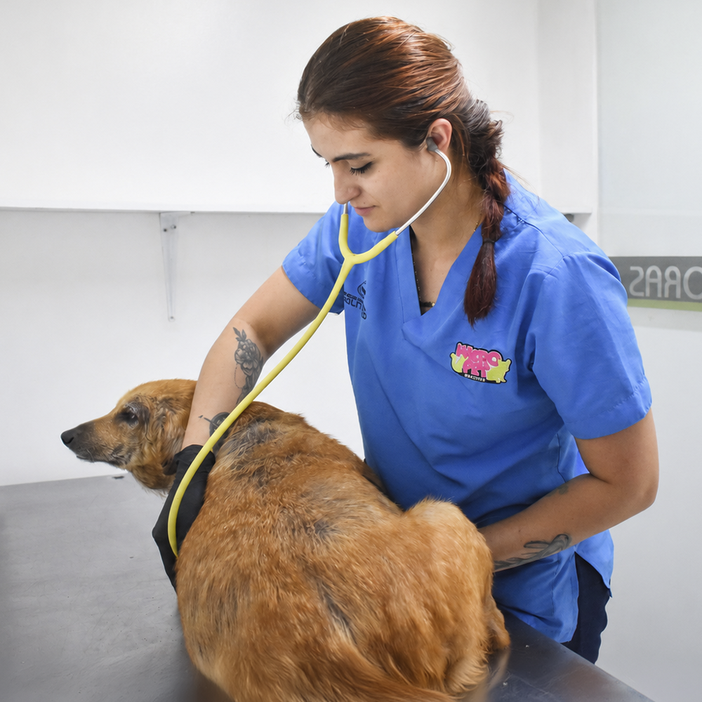 Atención veterinaria a perros y gatos