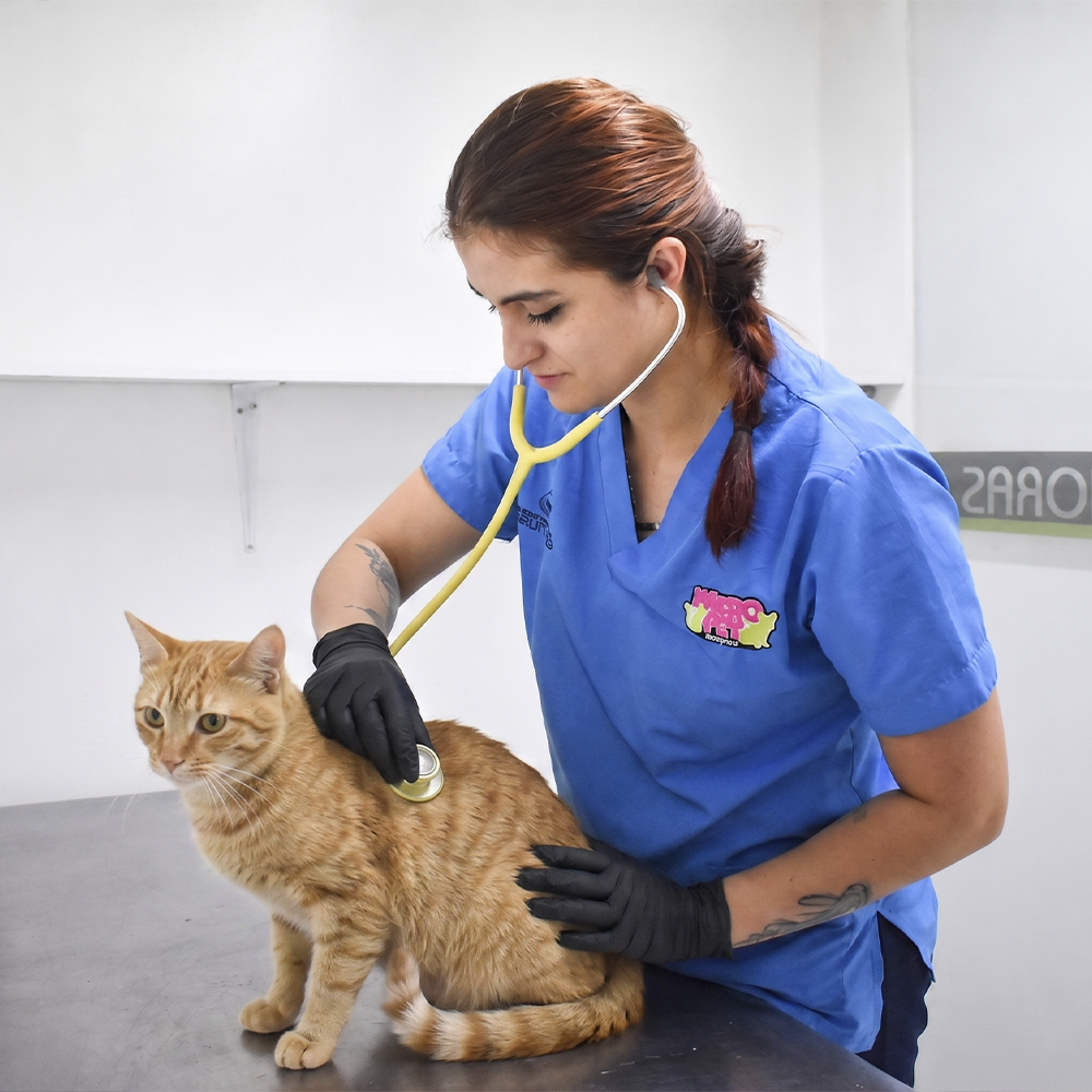 Vacunación para mascotas en MakroPet Rionegro