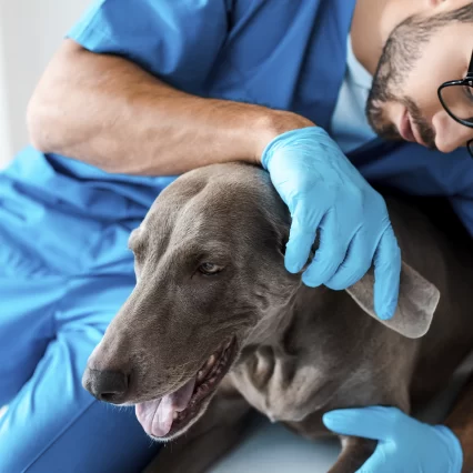 Cirugías veterinarias