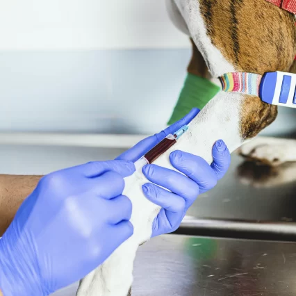 Laboratorio clínico veterinario