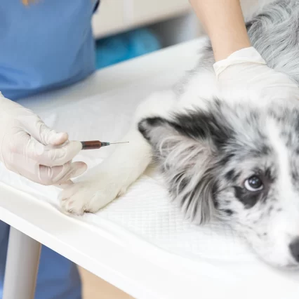 Vacunación para mascotas