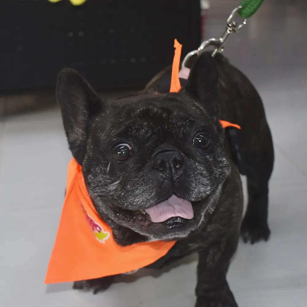 Mascota feliz