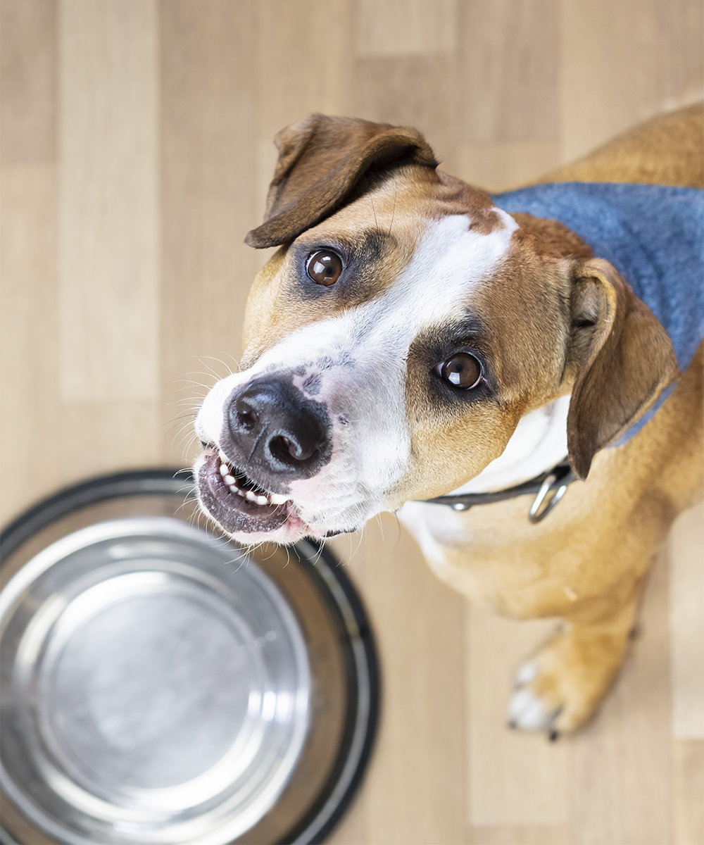 Cómo elegir el mejor alimento para perros y gatos — Makropet