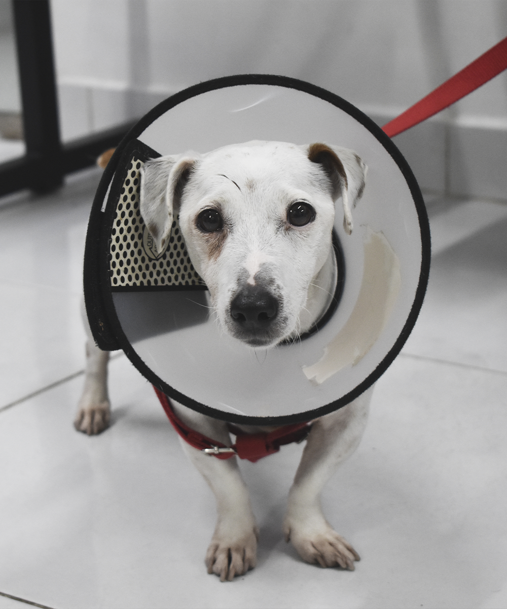 Cirugías veterinarias en MakroPet Rionegro