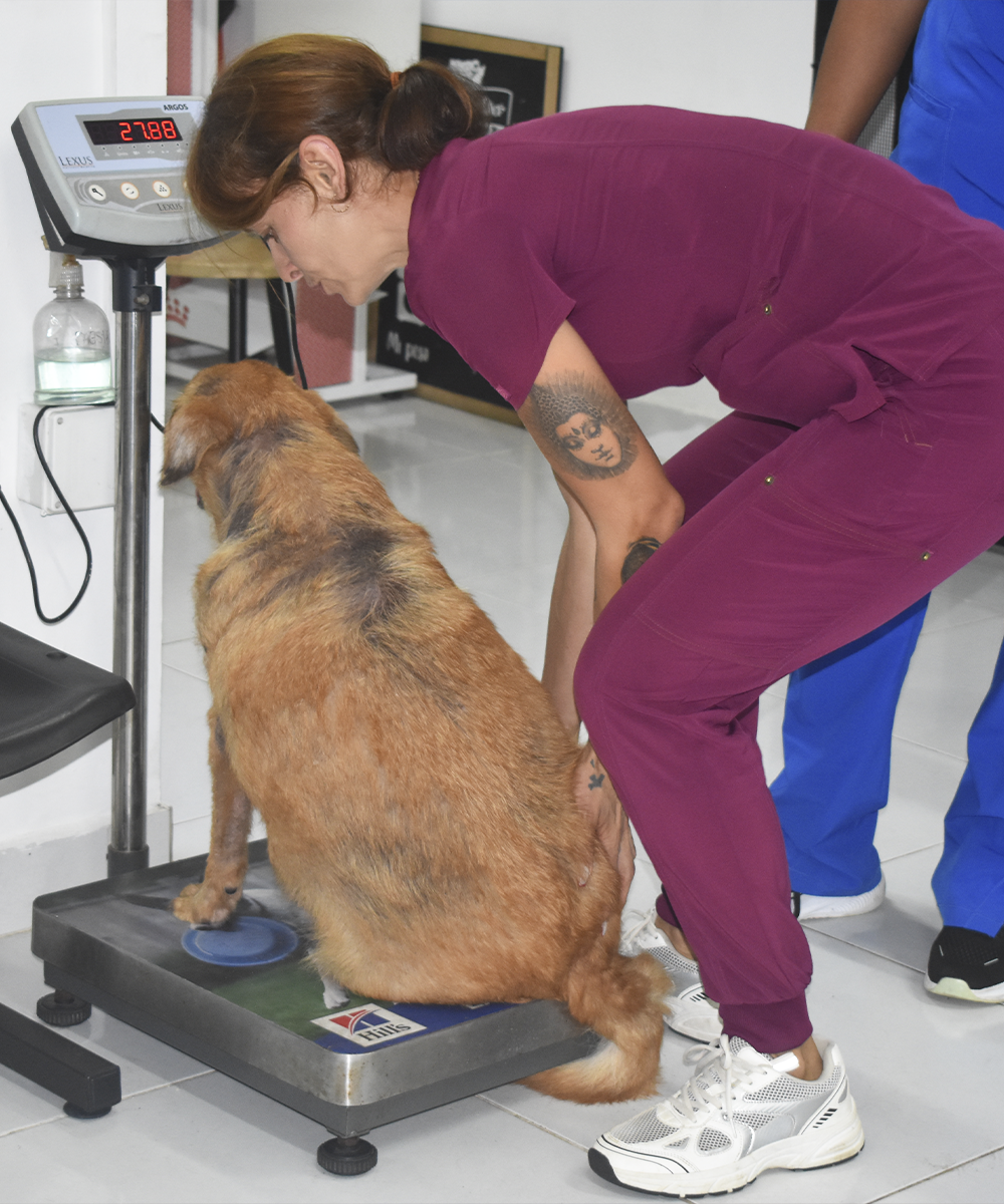Atención veterinaria a perros y gatos