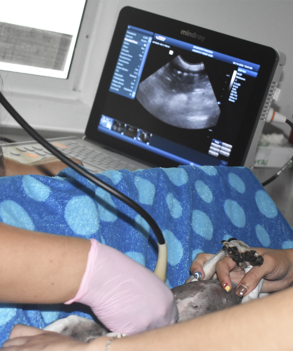 Ecografías y radiografías veterinarias en MakroPet Rionegro