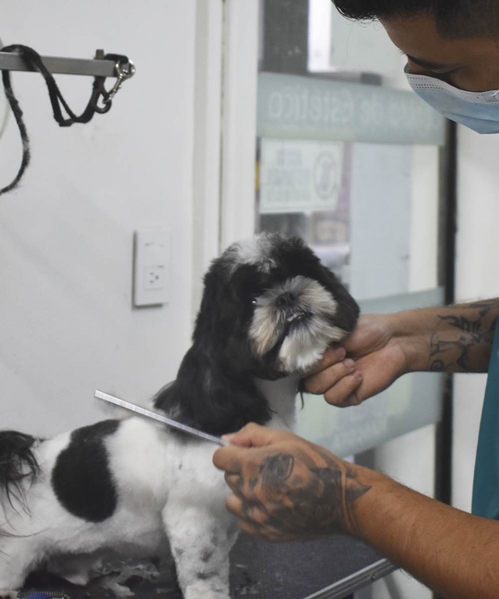 Estética y baño para perros y gatos