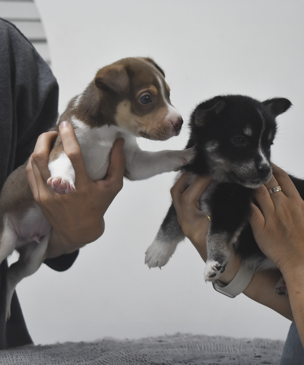 Vacunación para mascotas en MakroPet Rionegro